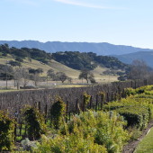 Rusack Vineyards, Ballard Canyon