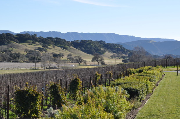 Rusack Vineyards, Ballard Canyon