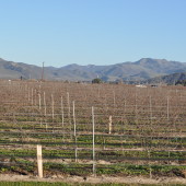 Riverbench Vineyards