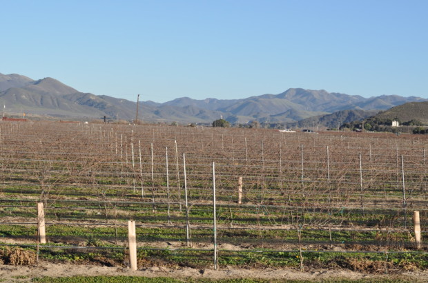 Riverbench Vineyards