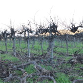 Riverbench Old Vines