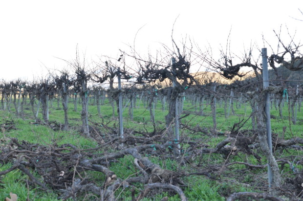 Riverbench Old Vines
