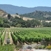 Vineyards of Santa Ynez Valley