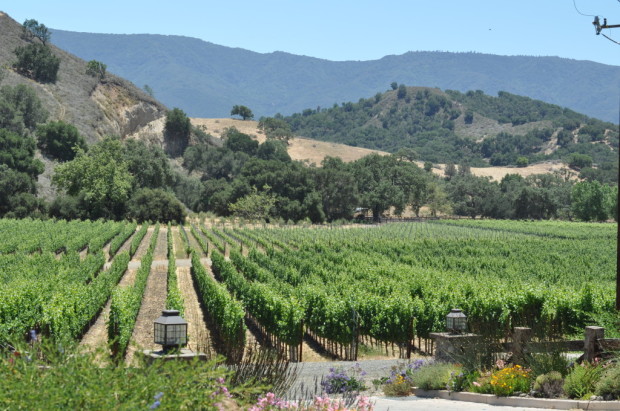 Vineyards of Santa Ynez Valley