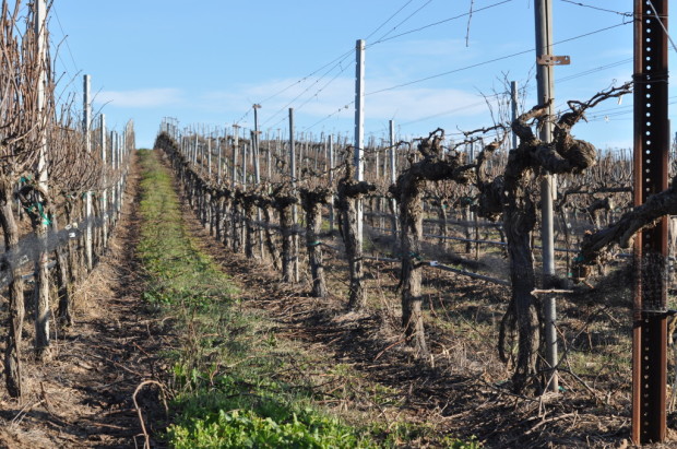 Old vines planted in 1973 on own rootstock, Bien Nacido