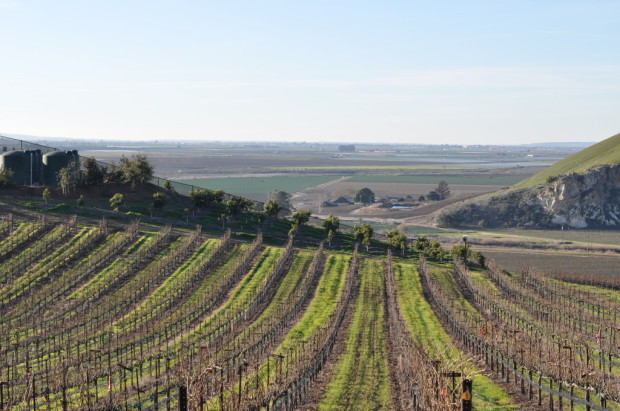 Bien Nacido Vineyards