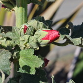 Vineyard Flowers in Northern Santa Barbara County