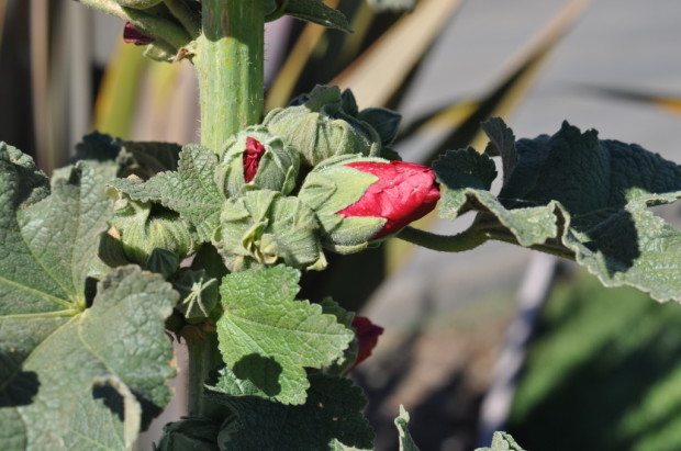 Vineyard Flowers in Northern Santa Barbara County