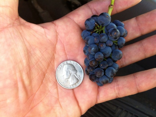 Sta Rita Hills Pinot Noir Cluster (full size, not a wing)