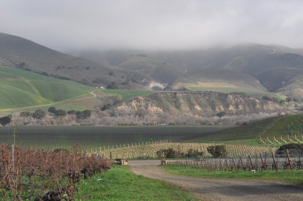 S&B Vineyard Looking toward Sea Smoke