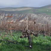 S&B Vines Looking Towards Mt Carmel