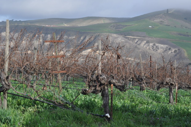 S&B Vines Looking Towards Mt Carmel