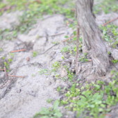 Vine growing in Sand, Sta Rita Hills