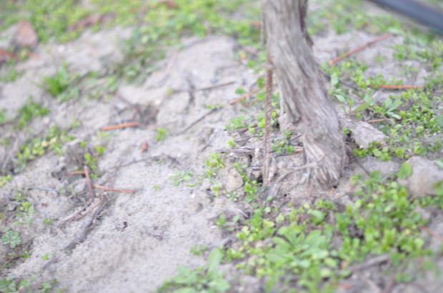 Vine growing in Sand, Sta Rita Hills