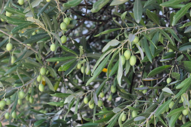 Olives at Lethbridge