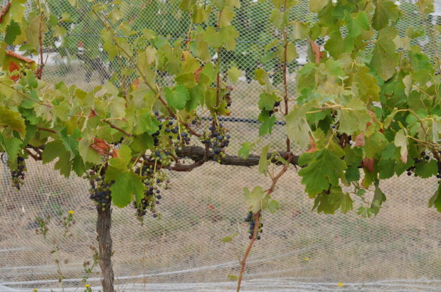 8 year old vines sparsely showing shiraz