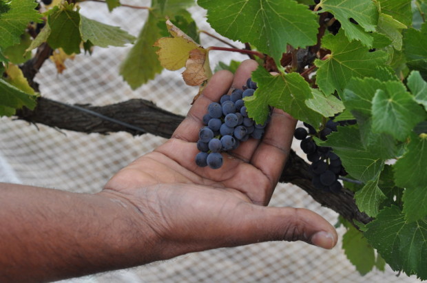 Pinot Noir with tiny bunches (these are normal for the vineyard)