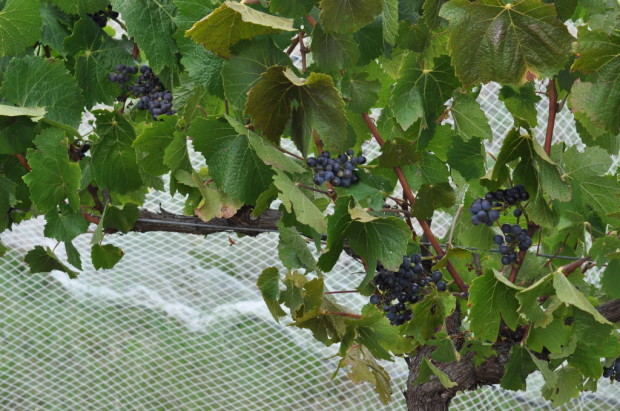 Pinot Noir at normal yield level, very low