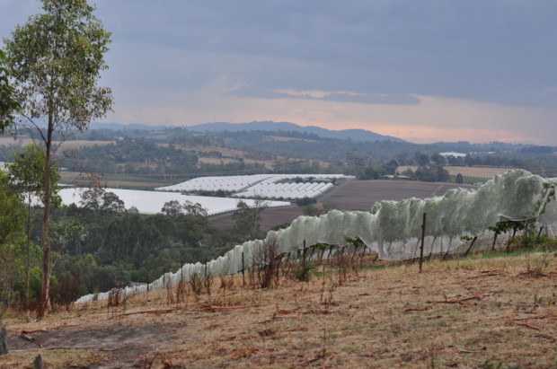Looking into the Yarra Valley