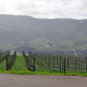 Looking at S&B Vineyard from Mt Carmel