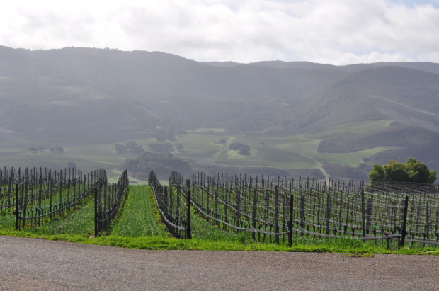Looking at S&B Vineyard from Mt Carmel