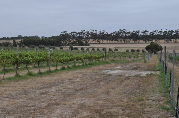 Looking across the Golden Plains, and part of Lethbridge Vineyards