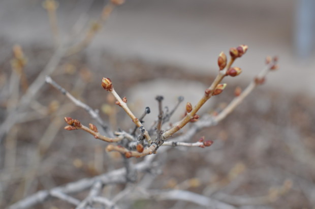 Buds not yet open