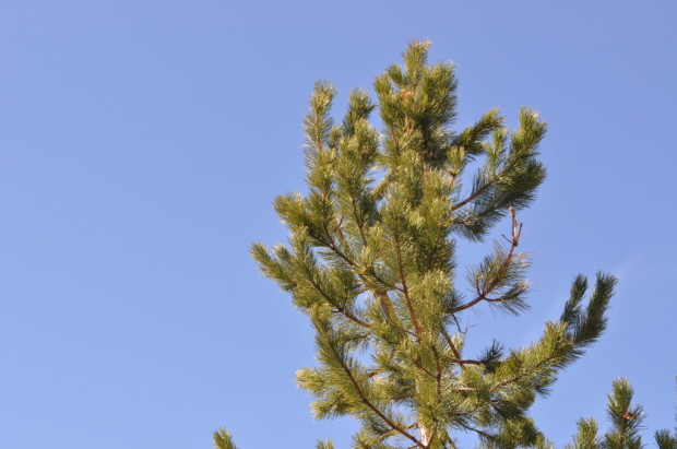 Fir and Sky