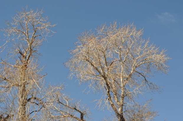 Birch and Sky