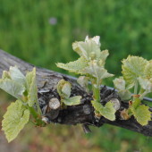 Tasting with Carla, Touring California Wine