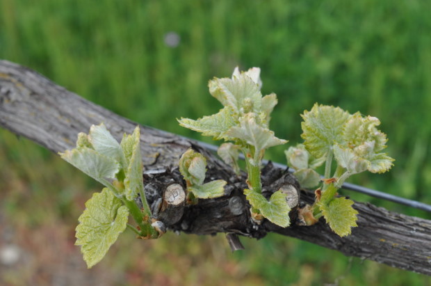 Mondeuse Bud Break, Lagier Meredith