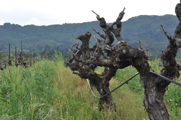 Vines from the 1880s, Bedrock Vineyard