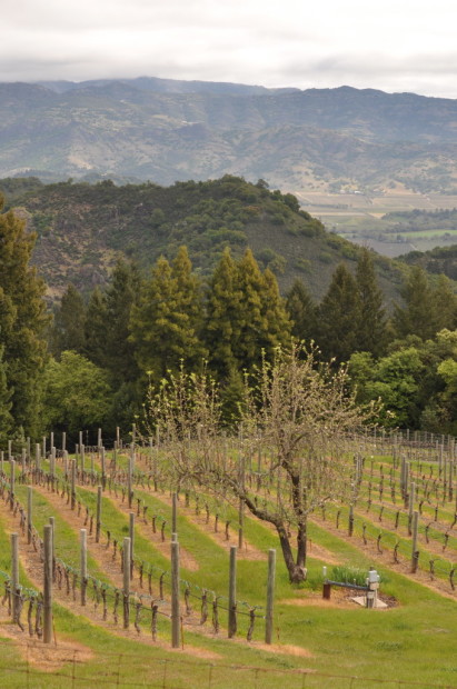 View from the top, Mt Veeder, Lagier-Meredith