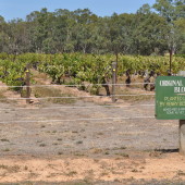 Return to Great Western: Visiting Best's Historic Vineyards