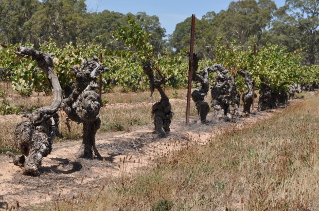 Some of the nursery vines