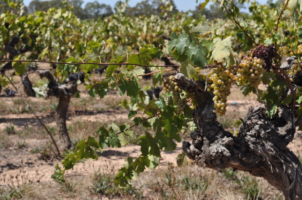 Nursery block field blend