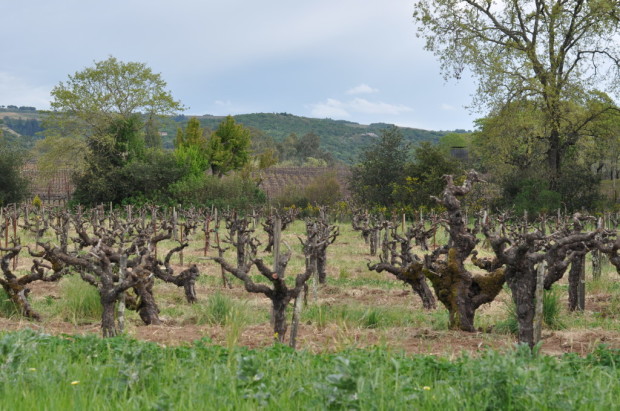 Old Vines at Bucklin
