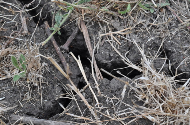 Cracked Basalt Soils on the Indra Block