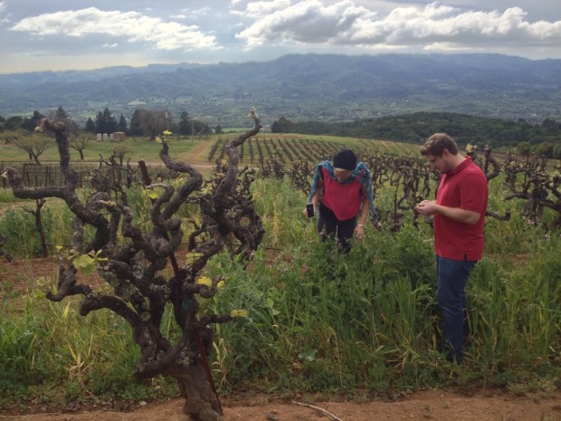 The cover crop at Monte Rosso
