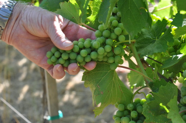 George Vare examining his Ribolla clusters, July 2012