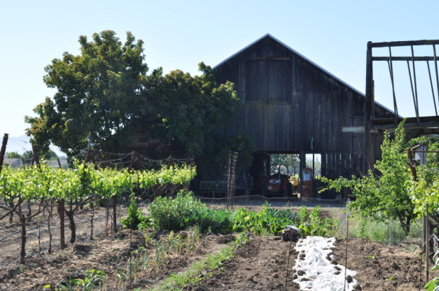 Looking over the Matthiasson garden, towards the family barn