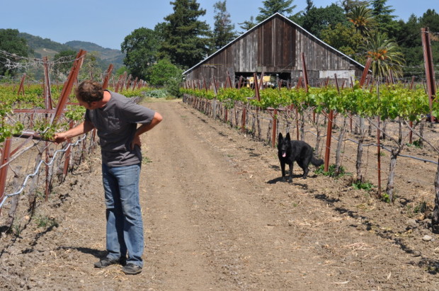Steve and Koda examining the Ribolla at Matthiasson Vineyard