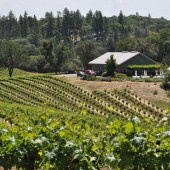 Photos from a Tasting at Shake Ridge Vineyard, Amador
