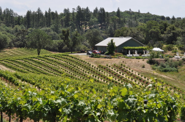 Shake Ridge Vineyard