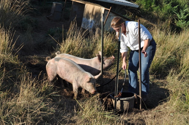 Clare and the Laughing Pigs