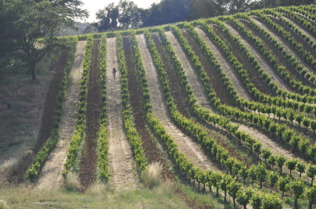 Jr sitting in Shake Ridge Vineyard