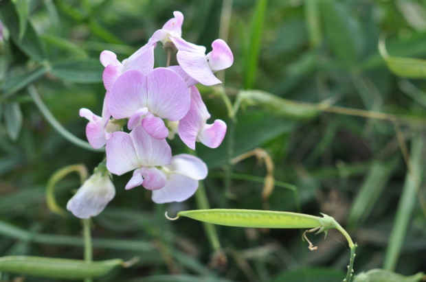 Sweet peas