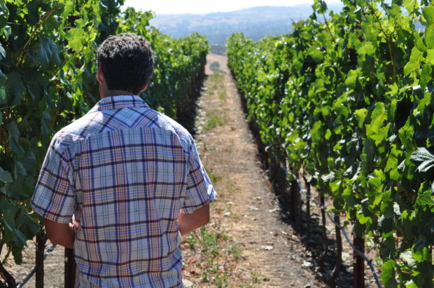 Stephane walking in one of his sections of Sonoma vineyards 
