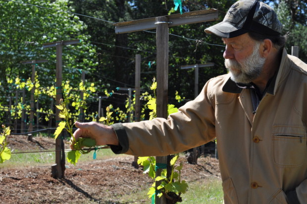 Stu Smith inspecting Chardonnay, March 2013