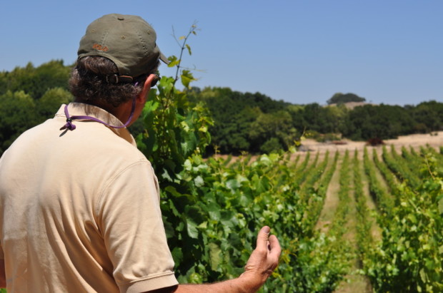 looking over the vineyard
